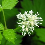 Immagine Actea spicata