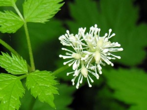 Immagine Actea spicata