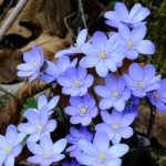 Immagine Anemone hepatica