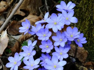 Immagine Anemone hepatica
