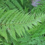 Immagine Athyrium filix