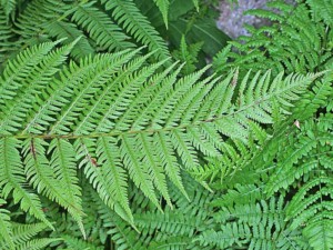 Immagine Athyrium filix
