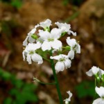 Immagine Cardamine trifolia