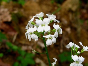Immagine Cardamine trifolia