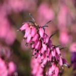 Immagine Erica carnea