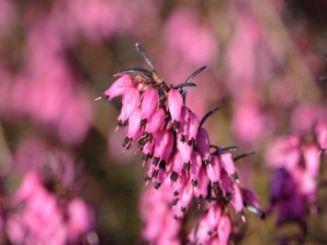 Immagine Erica carnea