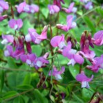 Lathyrus vernus