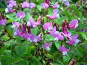 Lathyrus vernus