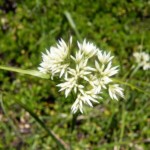 Immagine Luzula nivea