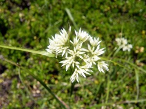 Immagine Luzula nivea