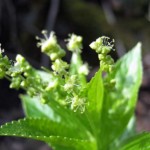 Immagine Mercurialis perennis