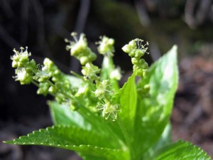 Immagine Mercurialis perennis
