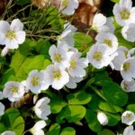 Immagine Oxialis Acetosella