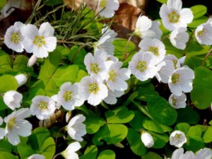 Immagine Oxialis Acetosella