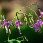 Immagine Prenanthes purpurea