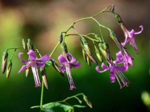 Immagine Prenanthes purpurea