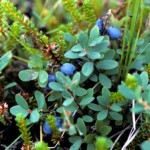 Immagine Vacillium Mirtillus