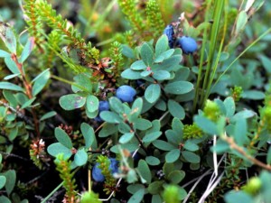 Immagine Vacillium Mirtillus