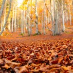 Il percoso autunnale si colora così