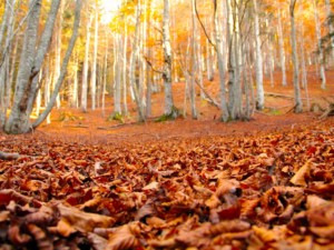 Il percoso autunnale si colora così