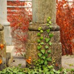 La caratteristica edera che "adorna" la maine