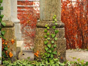 La caratteristica edera che "adorna" la maine