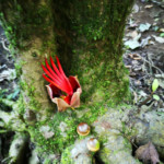 L'albero che ho fotografato quel giorno si chiama "la mano del diavolo"...casualità?