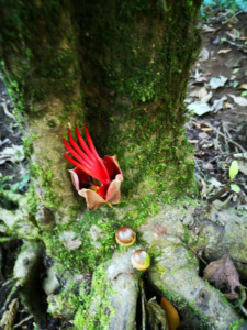 L'albero che ho fotografato quel giorno si chiama "la mano del diavolo"...casualità?