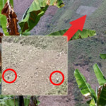 Le milpe. Nell'ingrandimento due persone che seminano.