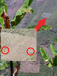 Le milpe. Nell'ingrandimento due persone che seminano.