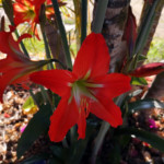 La stupenda flora locale