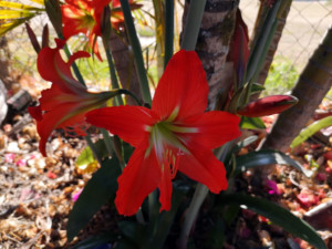 La stupenda flora locale