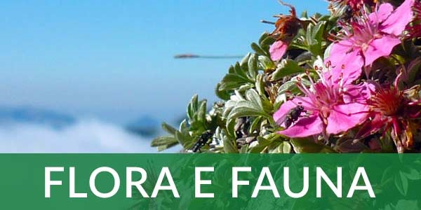 Flora e fauna