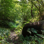 Tutto il percorso è immerso nel bosco