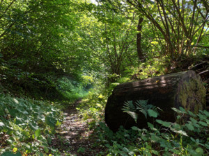 Tutto il percorso è immerso nel bosco