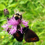 Particolari di natura