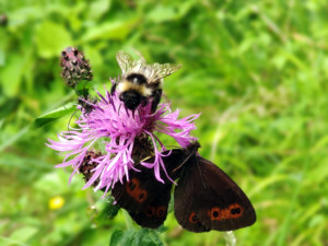 Particolari di natura