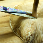 Tagliate il gambo alla radice.