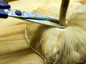 Tagliate il gambo alla radice.